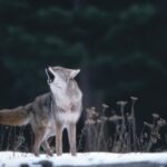 South Tyrol: Court suspends wolf cull in Upper Vinschgau Valley