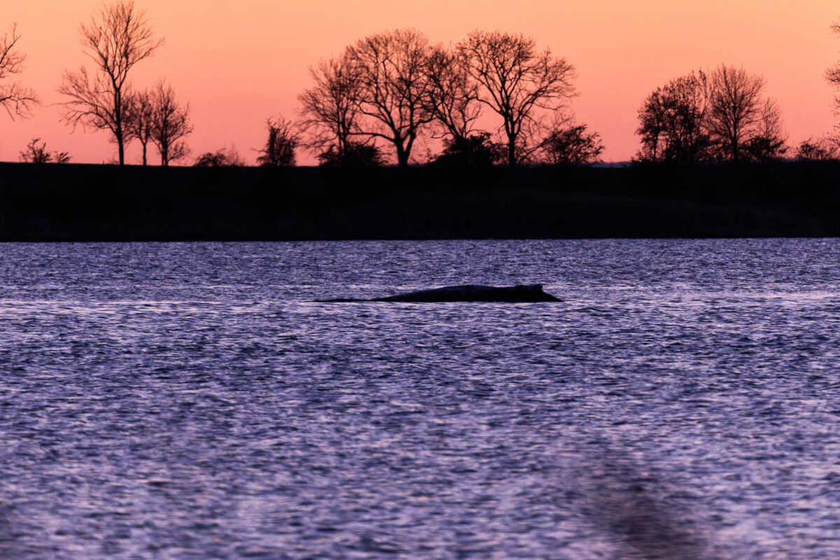 Denmark, autopsy on whale ‘Timmy’ scheduled for next week Denmark, autopsy on whale ‘Timmy’ scheduled for next week