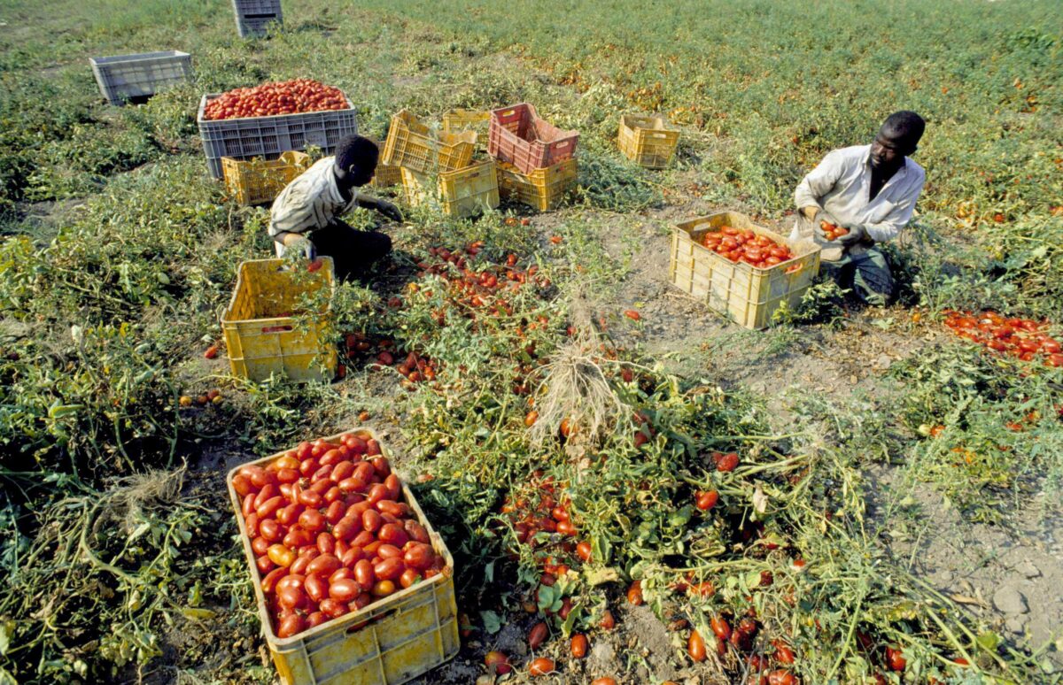 Syracuse: Farm worker dies in Pachino; heat-related illness among possible causes Syracuse: Farm worker dies in Pachino; heat-related illness among possible causes