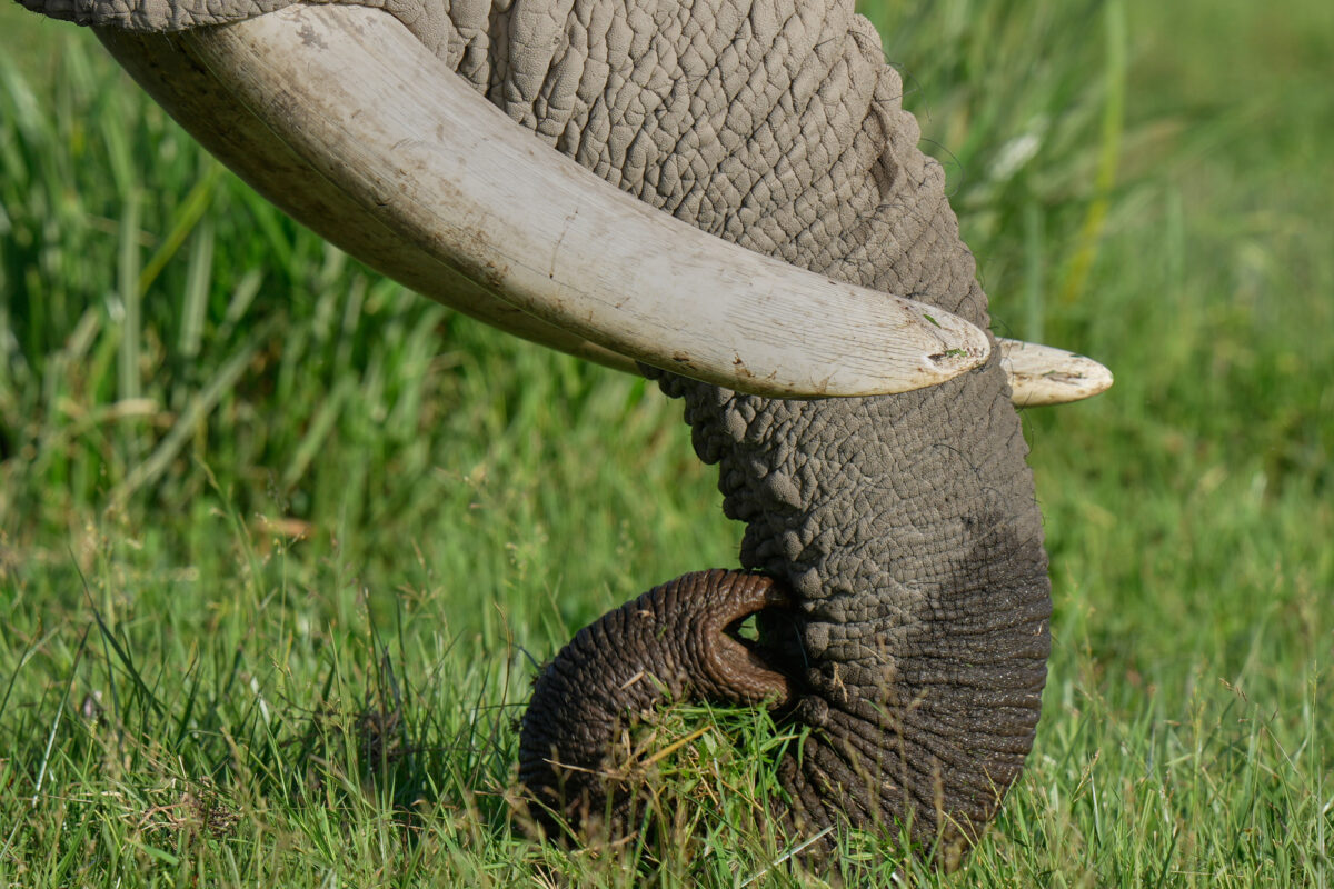 Kenya: investigation launched into the deaths of 15 elephants in Amboseli National Park