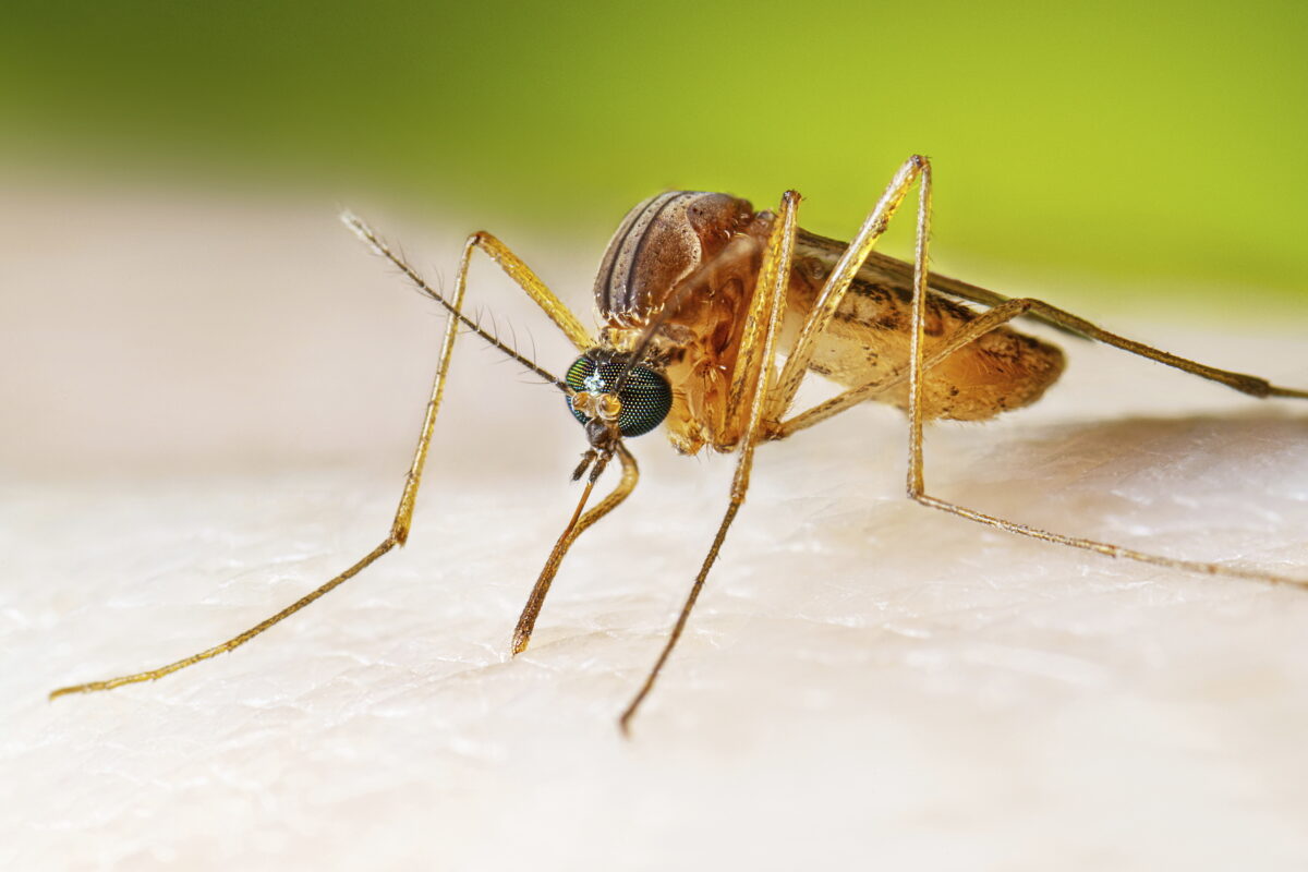 West Nile: ISS reports “84 cases and 2 deaths in Italy from February to July 2026”