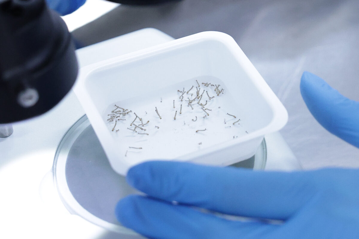 Dengue, case reported in Bologna: preventive measures activated