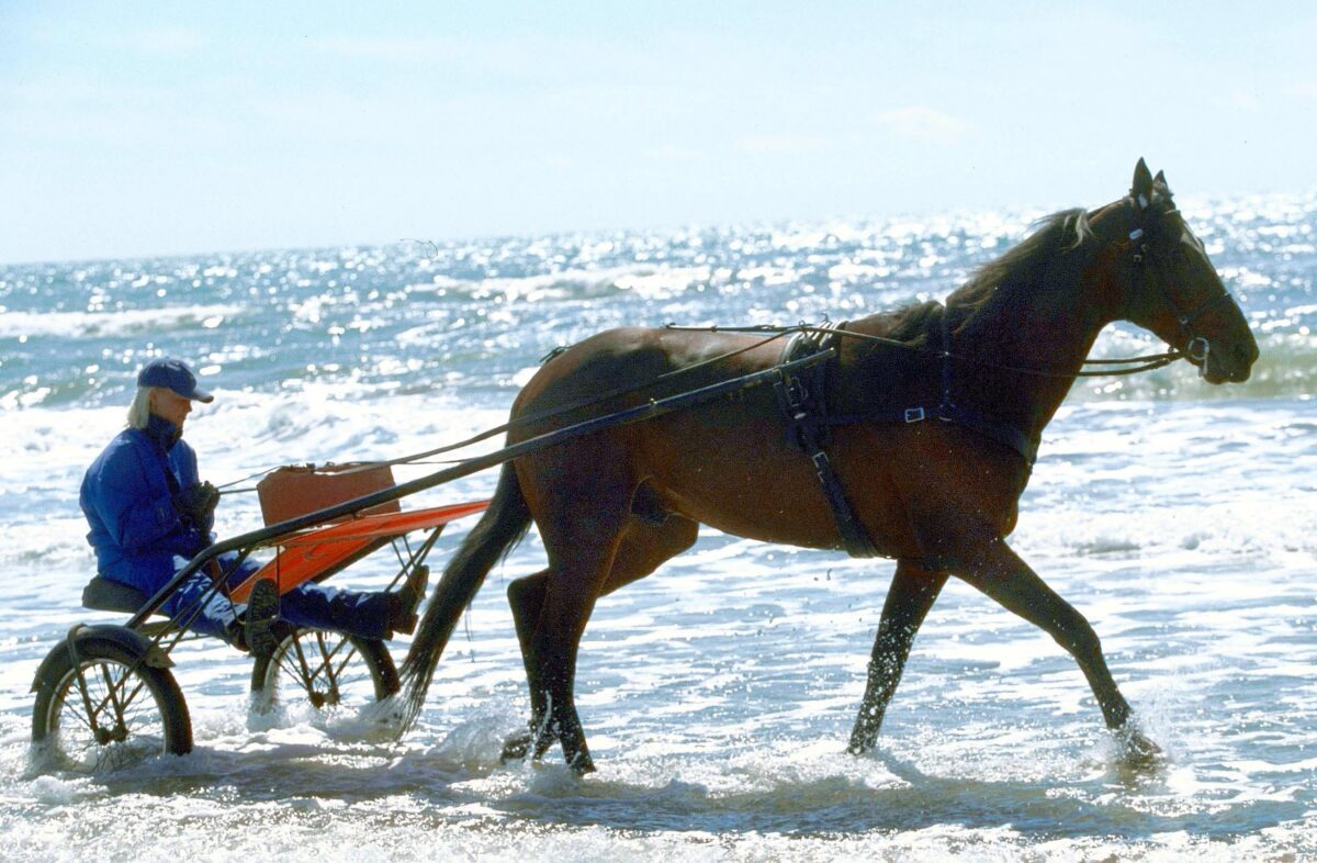 Horse racing: Varenne, the greatest trotter of all time, dies Horse racing: Varenne, the greatest trotter of all time, dies