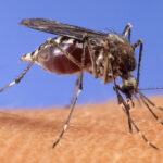 West Nile: the number of cases in the Oristano area rises to 18